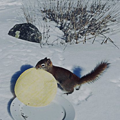 Squirrel With Corn Tortilla